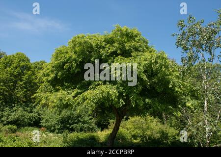 Sommerblatt eines Schnittblatt-Krabben-Apfelbaums (Malus transitoria) mit einem hellen blauen Himmel Hintergrund in einem Garten in Rural Devon, England, Großbritannien Stockfoto