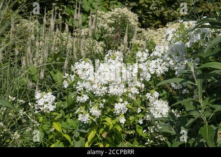 Sommer blühende Garten Phlox Blumen (Phlox paniculata 'Mount Fuji') wächst in einer krautigen Grenze in einem Land Cottage Garden in Rural Devon, Engl Stockfoto