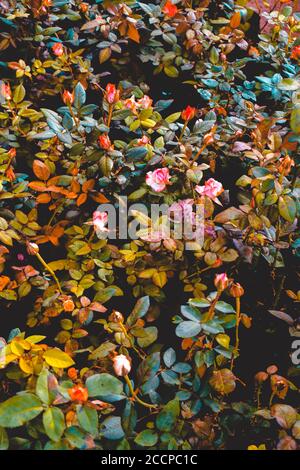 Ein schönes Bild von verschiedenen farbigen Rosen Blumen in einem Rahmen mit bunten Blättern macht Stockfoto