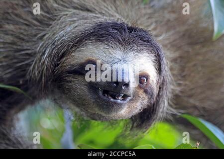 Dreizölige Sloth Bradypus tridactylus Stockfoto