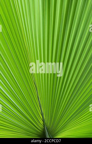 Palmenbaum grünes Blattmuster, natürlicher abstrakter Hintergrund oder Textur Stockfoto
