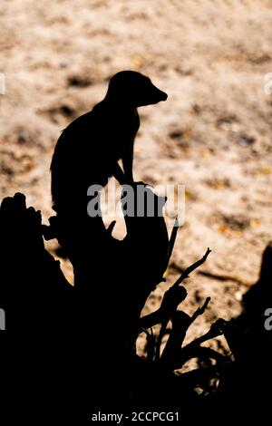 Meerkat (Suricata suricatta) Wachposten Silhouette, surikat Wache auf einem Baumstamm, kleines Mungo Tier in der Familie: Herpestidae, Region: Süd-Afrika Stockfoto