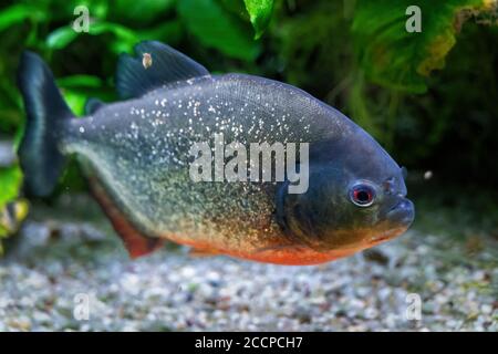 Rotbauchige Piranha (Pygocentrus nattereri) Süßwasserfische, Familie: Serrasalmidae, Region: Südamerika Stockfoto