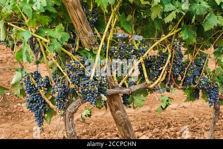 Nahaufnahme von Rebstöcken mit schwarzen Trauben in der Region Ribera del Duero. Stockfoto