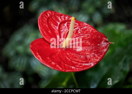 Anthurium Cultorum Schott Rotblütenmakro, gebräuchliche Namen: anthurium, Rückenblume, Flamingoblume oder Laceleaf, Familie: Araceae Stockfoto