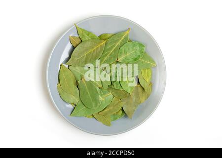 lorbeerblatt auf einer grauen Platte isoliert auf weißem Hintergrund Flat Lay Draufsicht verwendet als Gewürz beim Kochen gesund Essen Stockfoto