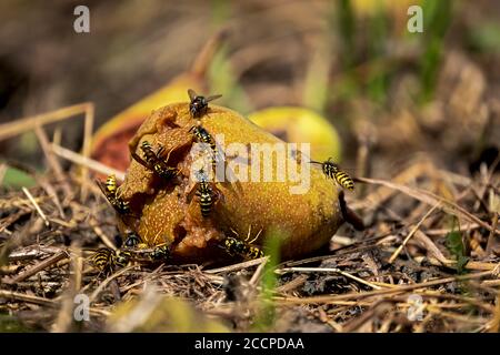 Windfall Obst, leckeres Essen für Wespen und Fliegen Stockfoto