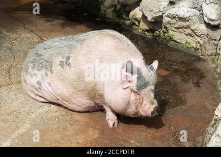 Rosa vietnamesische Potbauchschwein Sus scrofa domesticus. Nahaufnahme Stockfoto