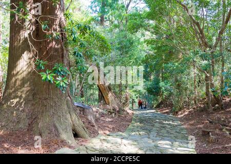 Wakayama, Japan - Daimonzaka Slope auf Kumano Kodo (Nakahechi Route) in Nachikatsuura, Wakayama, Japan. Es ist Teil des UNESCO-Weltkulturerbes. Stockfoto