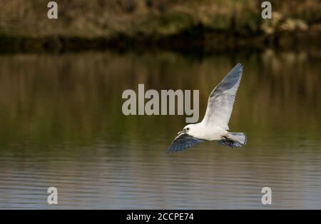 Zweiter Winter gefiederte Elfenbeinmöwe (Pagophila eburnea) überwinternd in der Nähe von Bordeaux in Frankreich. Ein seltener arktischer Landstreifer nach Westeuropa. Stockfoto