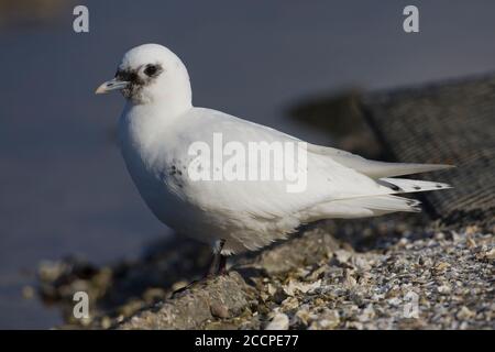 Zweiter Winter gefiederte Elfenbeinmöwe (Pagophila eburnea) überwinternd in der Nähe von Bordeaux in Frankreich. Ein seltener arktischer Landstreifer nach Westeuropa. Stockfoto