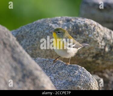 Erstwintermännlicher Nördlicher Parula (Setophaga americana) in Frankreich. Seltener trans-atlantischer Landstreifer aus Nordamerika. Stockfoto