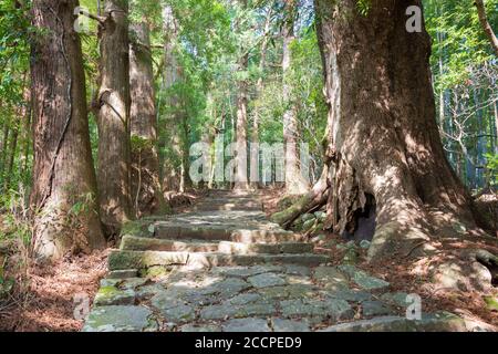 Wakayama, Japan - Daimonzaka Slope auf Kumano Kodo (Nakahechi Route) in Nachikatsuura, Wakayama, Japan. Es ist Teil des UNESCO-Weltkulturerbes. Stockfoto