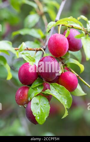 Rohe rote Pflaume mirabelle Frucht wächst auf Baum. Prunus domestica, Tschechische Republik Stockfoto