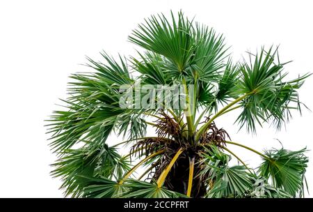 Zuckerpalme oder Tala (Borassus flabellifer) Baum und grüne Blätter isoliert auf weißem Hintergrund. Natürliches Muster von Zucker Palmblättern und Blütenc Stockfoto