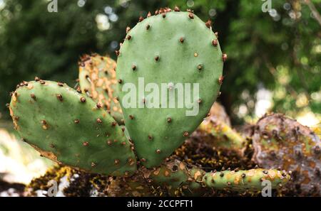 Nahaufnahme eines östlichen Kaktus Kaktus Kaktus aus einem Felsen in einem tropischen Gewächshaus wachsen.Natur, Pflanze, Sommer, keine Menschen, Nahaufnahme, Blume, Wachstum, im Freien, Stockfoto