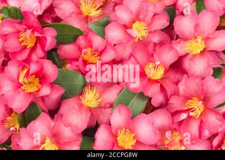 Tropisch rosa Blume Hintergrund, selektiver Fokus, Blick von oben. Stockfoto