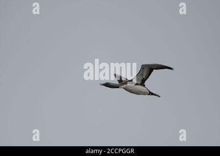 Rotkehltaucher oder -Loon im Flug, Shetland Island, Fetlar, Großbritannien Stockfoto