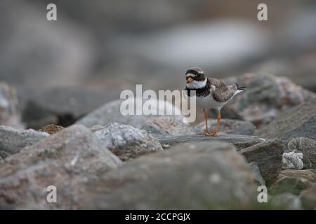 Gemeiner Ringelpfeifer im Küstengebiet, Shetland Island, UK, Charadrius hiaticula Stockfoto