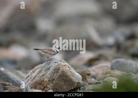 Gemeiner Ringelpfeifer im Küstengebiet, Shetland Island, UK, Charadrius hiaticula Stockfoto