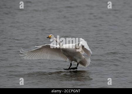 Bewick Schwan im Flug kommen in Land auf dem Wasser, Norfolk, Großbritannien Stockfoto