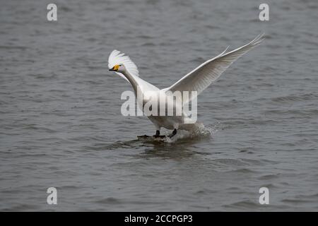 Bewick Schwan im Flug kommen in Land auf dem Wasser, Norfolk, Großbritannien Stockfoto