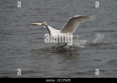 Bewick Schwan im Flug kommen in Land auf dem Wasser, Norfolk, Großbritannien Stockfoto