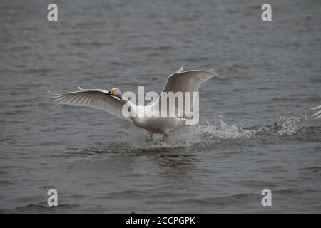 Bewick Schwan im Flug kommen in Land auf dem Wasser, Norfolk, Großbritannien Stockfoto