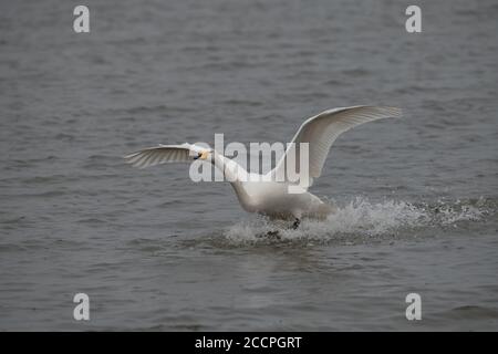 Bewick Schwan im Flug kommen in Land auf dem Wasser, Norfolk, Großbritannien Stockfoto