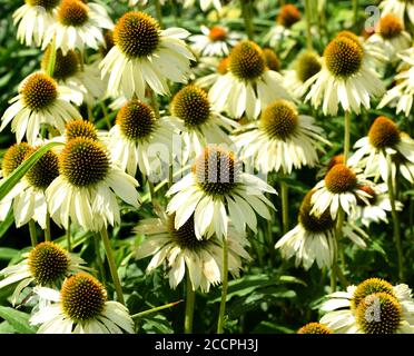 Eine Gruppe von Echinacea purpurea White Swan. Stockfoto
