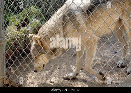 LOS ANGELES - AUG 17: Wolf beim Meet the Newest Residents - Wölfe, die von der Pelzfarm im Wildlife Waystation Animal Sanctuary gerettet wurden, am 17. August 2018 in Sylmar, CA Stockfoto