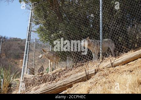 LOS ANGELES - AUG 17: Wolf beim Meet the Newest Residents - Wölfe, die von der Pelzfarm im Wildlife Waystation Animal Sanctuary gerettet wurden, am 17. August 2018 in Sylmar, CA Stockfoto