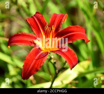 Eine einzige Blüte des Daylily Stafford. Stockfoto