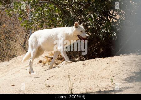 LOS ANGELES - AUG 17: Wolf beim Meet the Newest Residents - Wölfe, die von der Pelzfarm im Wildlife Waystation Animal Sanctuary gerettet wurden, am 17. August 2018 in Sylmar, CA Stockfoto