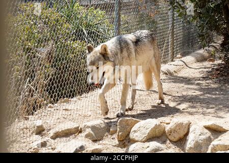 LOS ANGELES - AUG 17: Wolf beim Meet the Newest Residents - Wölfe, die von der Pelzfarm im Wildlife Waystation Animal Sanctuary gerettet wurden, am 17. August 2018 in Sylmar, CA Stockfoto