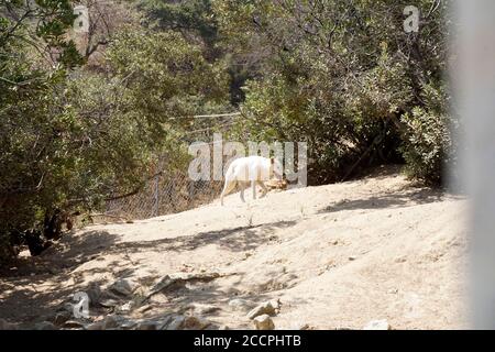 LOS ANGELES - AUG 17: Wolf beim Meet the Newest Residents - Wölfe, die von der Pelzfarm im Wildlife Waystation Animal Sanctuary gerettet wurden, am 17. August 2018 in Sylmar, CA Stockfoto