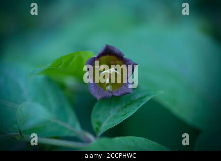 Nahaufnahme von tödlichen Nachtschattenblumen. Blühende Atropa belladonna. Makrofotografie Stockfoto