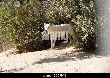 LOS ANGELES - AUG 17: Wolf beim Meet the Newest Residents - Wölfe, die von der Pelzfarm im Wildlife Waystation Animal Sanctuary gerettet wurden, am 17. August 2018 in Sylmar, CA Stockfoto