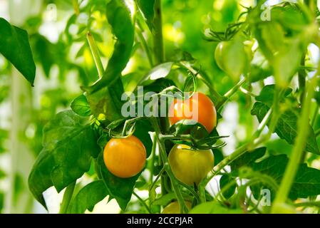 Frische gelbe reife Tomaten auf der Pflanze. Reife Kirschtomaten in einem Gewächshaus. Home Gartenarbeit Konzept. Stockfoto