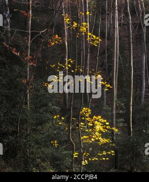 Herbstblätter auf einem isolierten Baum im Wald Stockfoto