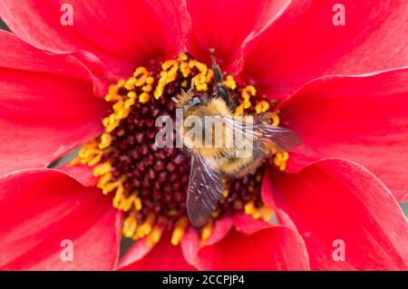 Biene auf einer roten Dahlie bei RHS Wisley, Surrey, England Stockfoto