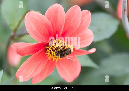 Biene auf einer roten Dahlie bei RHS Wisley, Surrey, England Stockfoto