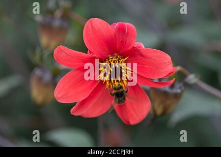 Biene auf einer roten Dahlie bei RHS Wisley, Surrey, England Stockfoto