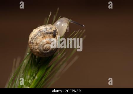 Schnecke Auf Grünem Schaft Stockfoto