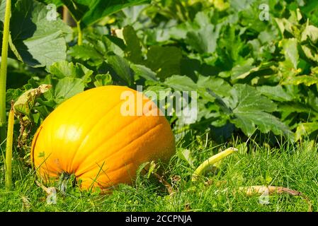 Großer orange reifer Kürbis im Hausgarten an sonnigen Tagen auf Gras liegen. Stockfoto