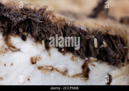 Pilzwürmer essen frische Pilze. Nahaufnahme Stockfoto