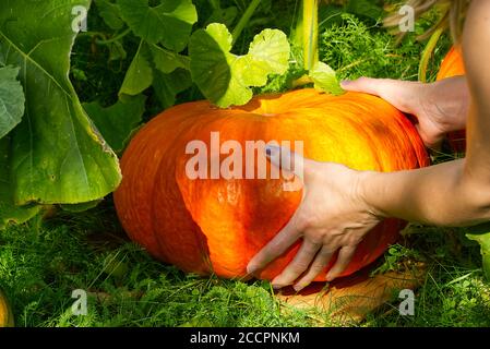 Großer orange reifer Kürbis im Hausgarten an sonnigen Tagen auf Gras liegen. Stockfoto