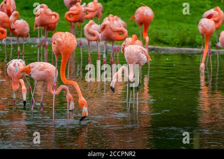 Karibik Flamingo an Slimbridge Stockfoto