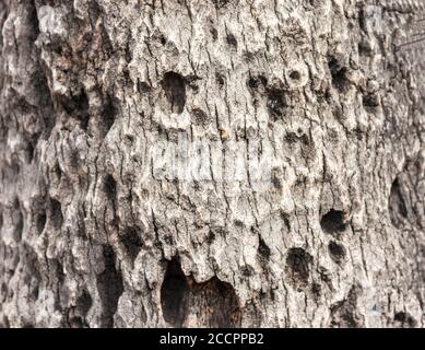 Baumrinde Hintergrund, trockenes Holz Textur, Naturkonzept Stockfoto