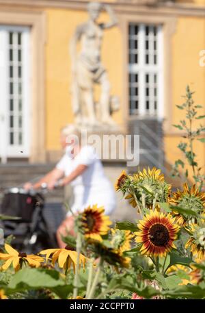 12. August 2020, Niedersachsen, Osnabrück: Sonnenblumen wachsen im Schlossgarten Osnabrück. Foto: Friso Gentsch/dpa Stockfoto